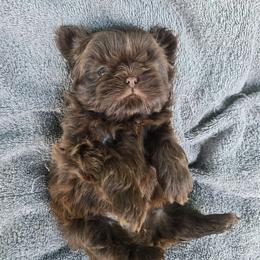 Basil - Chocolate male Shih Tzu puppy in Normal, Illinois from Happy Shih Tzu Homes