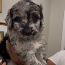 Green - Merle male Goldendoodle puppy in Richmond, Texas from Harper’s Heartbeats