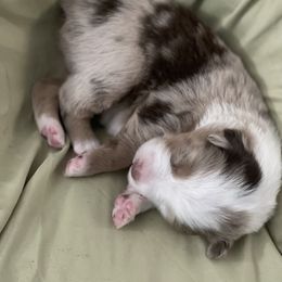 Australian Shepherd Puppies from Forgotten Coast Australian Shepherds