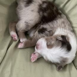 Australian Shepherd Puppies from Forgotten Coast Australian Shepherds