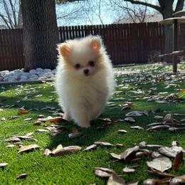Cream and white spot - Cream parti female Pomeranian puppy in Weatherford, Texas from COCO'S POMS AND FRENCHIES