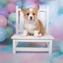 American Corgi and Pembroke Welsh Corgi Puppies from Constellation Corgi