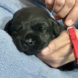 Red Collar - Black female Labrador Retriever puppy in Ocala, Florida from SoFlo Labradors