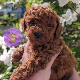 Cedar - Red  male Poodle puppy in Willow Spring, North Carolina from Sweet Dream Poodles