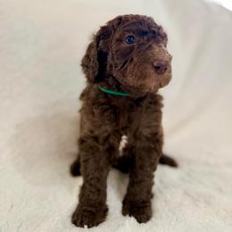 Chocolate Female (green collar) - Brown female Poodle puppy in Mendenhall, Mississippi from Red Bayou Kennels, LLC