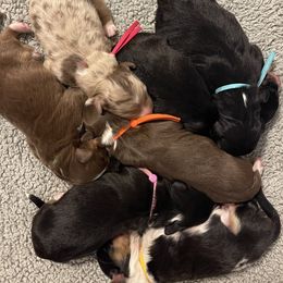 Australian Shepherd puppies from Two Rivers Aussies