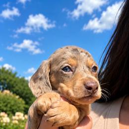 Isabella Dapple - Dapple male Dachshund puppy in Arcadia, California from Cruz Industries - Dachshund Company & French Bulldog Company