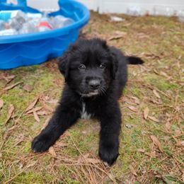 Australian Shepherd Puppies from Golden Aussies