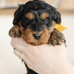 'Sage' Orange Collar Male - Phantom male Bernedoodle puppy in Kamas, Utah from A + E Farms