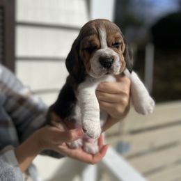 Bagel - Black red and white male Beagle puppy in Chattanooga, Tennessee from Banashko's Beagles