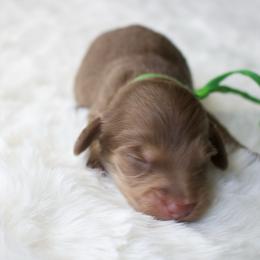 Ash - Chocolate and cream male Dachshund puppy in Morrow, Ohio from Courtney’s Colorful Doxies