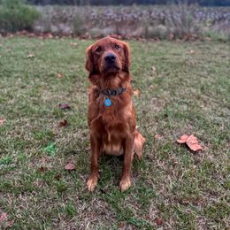 Baker - Golden Retriever