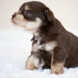 Miniature Schnauzer Puppies from Schnauzah