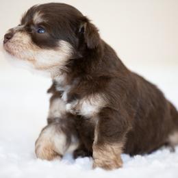 Miniature Schnauzer Puppies from Schnauzah