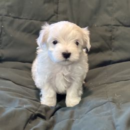 Gordon - White male Maltese puppy in Pasco, Washington from Hops-a-Lot Maltese Ranch