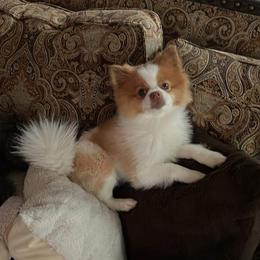 Eddie - Pomeranian