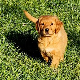 Golden Retriever and Labrador Retriever Puppies from OK GunDogs