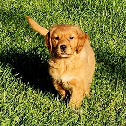Golden Retriever and Labrador Retriever Puppies from OK GunDogs