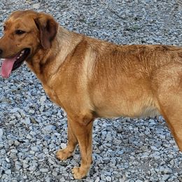 Kava - Labrador Retriever