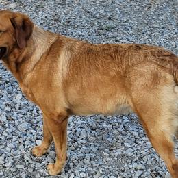 Kava - Labrador Retriever