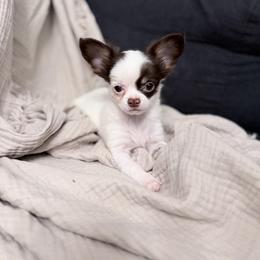 CKC Enzo - Chocolate and white male Chihuahua puppy in Brooklyn, New York from Cuties 4 You