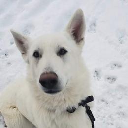 Cloud - German Shepherd