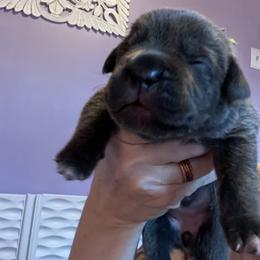 Yellow collar Pearl - Gray female Cane Corso puppy in Tennessee from Nuovo Inizi Kennels