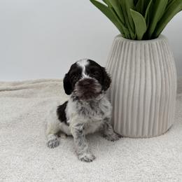 Mercy - Chocolate female Australian Labradoodle puppy in Denton, Texas from Liberty Hill Labradoodles