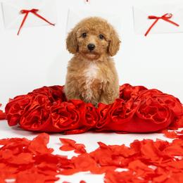 Roxie - Apricot female Poodle puppy in Los Angeles, California from Exquisite Doodles