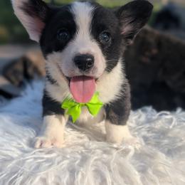 Yoda - Black and white male Cardigan Welsh Corgi puppy in Garrett, Indiana from Chloe's Colorful Corgis
