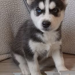 Siberian Huskies from Shelby's Siberians & Shepherds