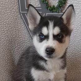Siberian Huskies from Shelby's Siberians & Shepherds