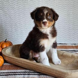 Riley - Red tri-color female Australian Shepherd puppy in Mountain Grove, Missouri from K Bar H Farms
