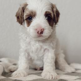 Pulisic - Red male Cavapoo puppy in Mesa, Arizona from Pedersendoodles