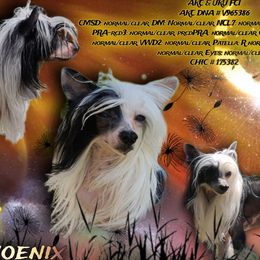 Chinese Cresteds and Rottweilers from Long Rotts & Long Haul Cresteds
