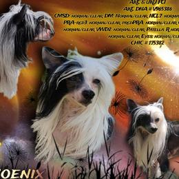 Chinese Cresteds and Rottweilers from Long Rotts & Long Haul Cresteds