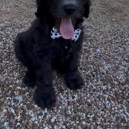 Abe - Black male Sheepadoodle puppy in Glen Rose, Texas from Clevenger’s Sheepadoodle Fur Baby Farm