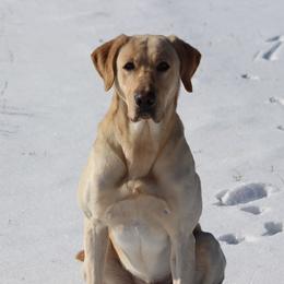 Luke - Labrador Retriever