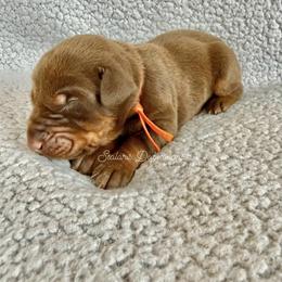 Orange collar male - Red and rust male Doberman Pinscher puppy in North Judson, Indiana from Stalaris Dobermans