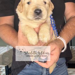 Sequence (dark blue) - Golden female Golden Retriever puppy in Argyle, Texas from Skarlotte Goldens, LLC