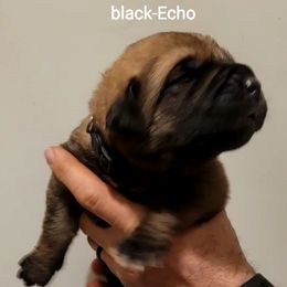 Echo - Wolfgray male Spanish Mastiff puppy in Prosperity, Pennsylvania from Prosperity Guardians