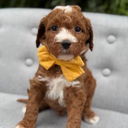 Zeppelin - Red  male Goldendoodle puppy in Queen Creek, Arizona from Goldendoodle AZ