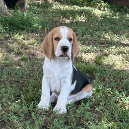 Dolly - Black tan and white female Beagle puppy in Needville, Texas from Rancho Robles Kennels