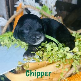 Boy 4 - Black white and tan Cockapoo puppy in Lake Tansi, Tennessee from Davis cockapoos