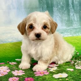 POPPY - Red female Havanese puppy in Summerfield, Florida from Honor Havanese