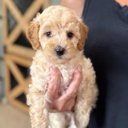 Surfer - Red  male Poodle puppy in Wharton, Texas from In the Red Poodles