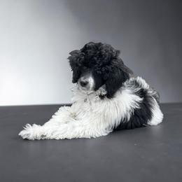 Wallen - Parti male Poodle puppy in Gainesville, Florida from Pet Inn Xxweetdoodles