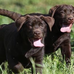 Labrador Retrievers from Rycroft Labradors