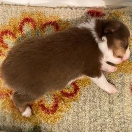 Coral - Red tri female Miniature Australian Shepherd puppy in California, Kentucky from Sonlight Ridge Aussies