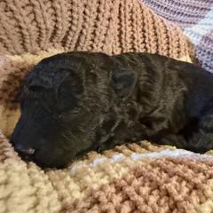 Snoopy - Black male Mudi puppy in Central, South Carolina from Ewenique Kennels